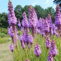 Une image de La liatris : une plante facile à cultiver !