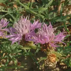 Une image de Centaurea blanche des montagnes : une plante éblouissante pour votre jardin