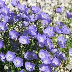 Une image de Campanule des Carpates : la plante qui pousse plus vite que son ombre