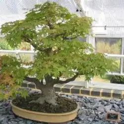 Une image de L'érable palmé 'Katsura': le must-have de votre jardin d'automne