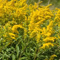 Une image de Solidage du Canada 'Goldkind': la plante qui attire les insectes pollinisateurs