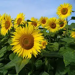 Une image de Tournesol : la plante qui ensoleille votre jardin