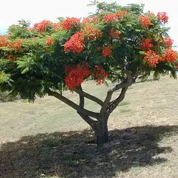 Une image de Le Flamboyant : une plante majestueuse pour votre jardin