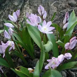 Une image de Chionodoxa : une plante facile à cultiver pour un jardin éclatant