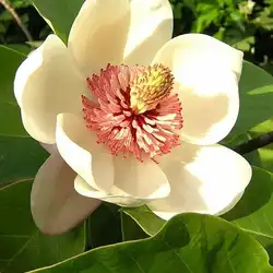 Une image de Magnolia blanc : une plante majestueuse qui attirera la faune dans votre jardin