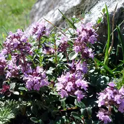 Une image de Thymus serpyllum 'Elfin' : la petite plante qui envoie du lourd !