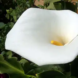 Une image de Zantedeschia Orange : La Plante Idéale pour Ajouter de la Couleur à Votre Jardin