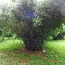 Une image de Le bambou de haie, une plante facile et élégante