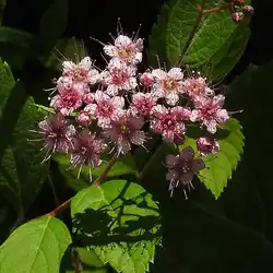 Une image de La Spirée du Japon 'Goldflame': une plante élégante et colorée