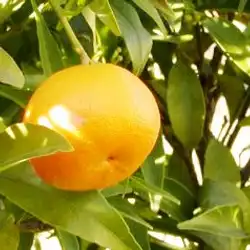 Une image de L'oranger sanguin, un agrume ornamental facile à cultiver