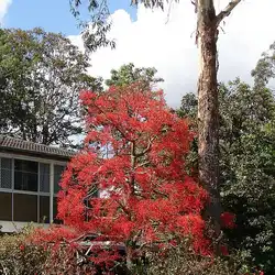 Une image de Plante Flammes, l'arbre-bouteille australien