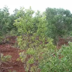 Une image de Santalum austrocaledonicum : un bois précieux qui mérite votre attention