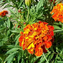 Une image de Tagètes Naines : la plante idéale pour un jardin coloré et sans insectes
