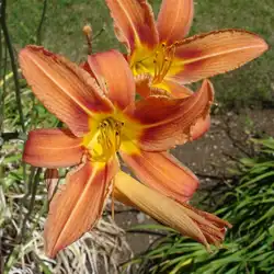 Une image de La belle fleur d'Hémérocalle : tout ce que vous devez savoir