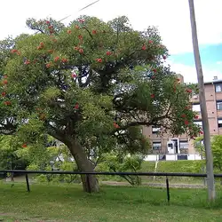 Une image de L'érythrine, une plante spectaculaire pour animer votre jardin