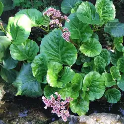 Une image de Bergénie : la plante qui met de la couleur dans votre jardin en hiver