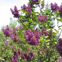 Une image de Le Lilas commun Andenken an Ludwig Späth