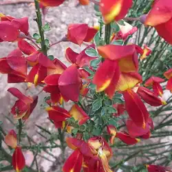 Une image de Le Genêt des teinturiers 'Lena', une plante ornementale facile à cultiver