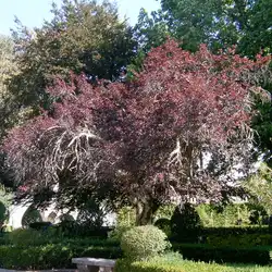 Une image de Le Prunus cerasifera, également connu sous le nom de cerisier à fleurs, est une plante ornementale populaire dans de nombreux jardins
