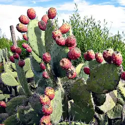 Une image de Cactus figuier du Mexique : conseils de plantation et d'entretien