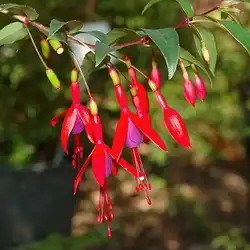 Une image de Le fuchsia 'Versicolor' : une plante colorée pour égayer votre jardin