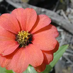 Une image de La zinnia 'Lilliput Orange' : une fleur raffinée