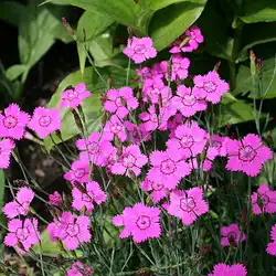 Une image de La superbe œillet nain : Dianthus deltoides 'Brilliant'