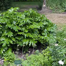 Une image de La Grande Acanthe : une plante imposante au caractère bien trempé