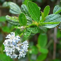 Une image de Ceanothus Rampant : L'Arbuste Californien qui va vous faire Craquer !