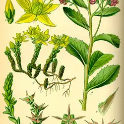 Une image de Le sedum rouge : une plante facile à cultiver