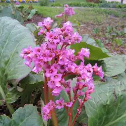 Une image de Bergénie Rose : la plante qui résiste à tout !
