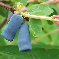Une image de Myrtille de Kamtchatka : l'arbuste fruitier à la croissance rapide qui va vous épater !