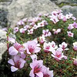 Une image de Un Saxifrage éblouissant : comment en prendre soin ?