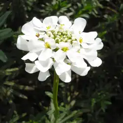 Une image de Iberis Purity : La plante à fleurs printanières