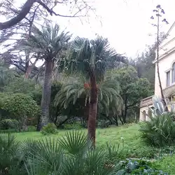 Une image de Agapanthus : l'élégance bleue en toute simplicité