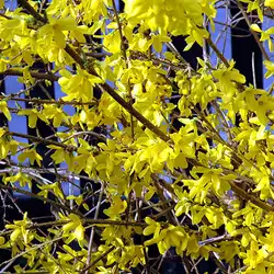 Une image de Le Forsythia, un arbuste rayonnant de couleur jaune