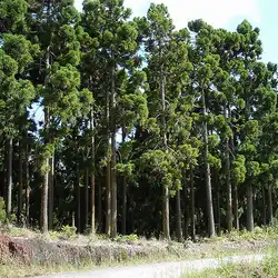 Une image de Cryptomeria élégante : une plante majestueuse et facile d'entretien