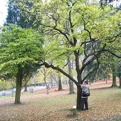 Une image de La Styrax du Japon 