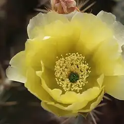 Une image de L'Opuntia humifusa : une plante résistante aux conditions difficiles