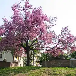 Une image de L'Arbre de Judée : la plante qui monte en flèche !
