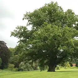 Une image de Chêne Pédonculé : le guide pour une plantation réussie