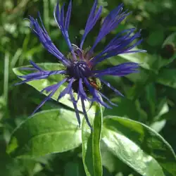 Une image de La centaurée des montagnes : une plante vivace facile à cultiver