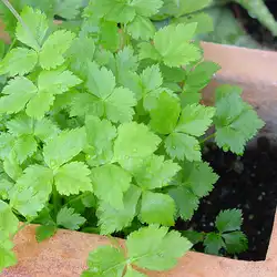 Une image de Cryptotaenia japonica : Une herbe aromatique facile à cultiver