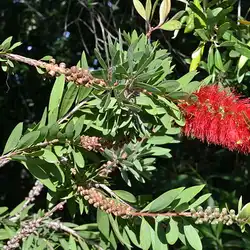 Une image de Le Callistemon : un arbuste vigoureux et facile à entretenir