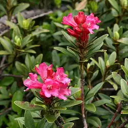 Une image de Rhododendron ferrugineum : l'arbuste qui donnera du peps à votre jardin !
