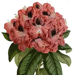 Une image de Rhododendron impeditum : une explosion de couleur facile à cultiver