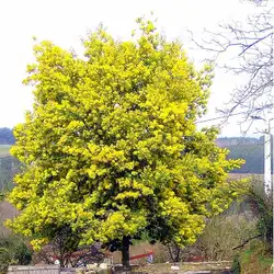 Une image de Acacia mimosa, une plante ornementale remarquable
