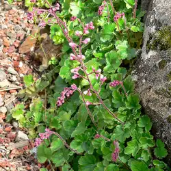Une image de Heuchera micrantha 'Palace Purple': une plante polyvalente pour illuminer votre jardin