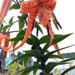 Une image de Le Lys tigré : une plante majestueuse pour votre jardin
