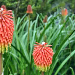 Une image de Kniphofia Caulescens : La Plante Torche Africaine
